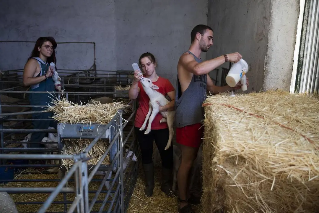 DVD962. Reportaje sobre un progarama de practicas de veterinaria de la Universidad de  Zaragoza en una granja de Cubel, un pueblo de menos de 3000 habitantes. Alvaro Garcia. 23/08/2019