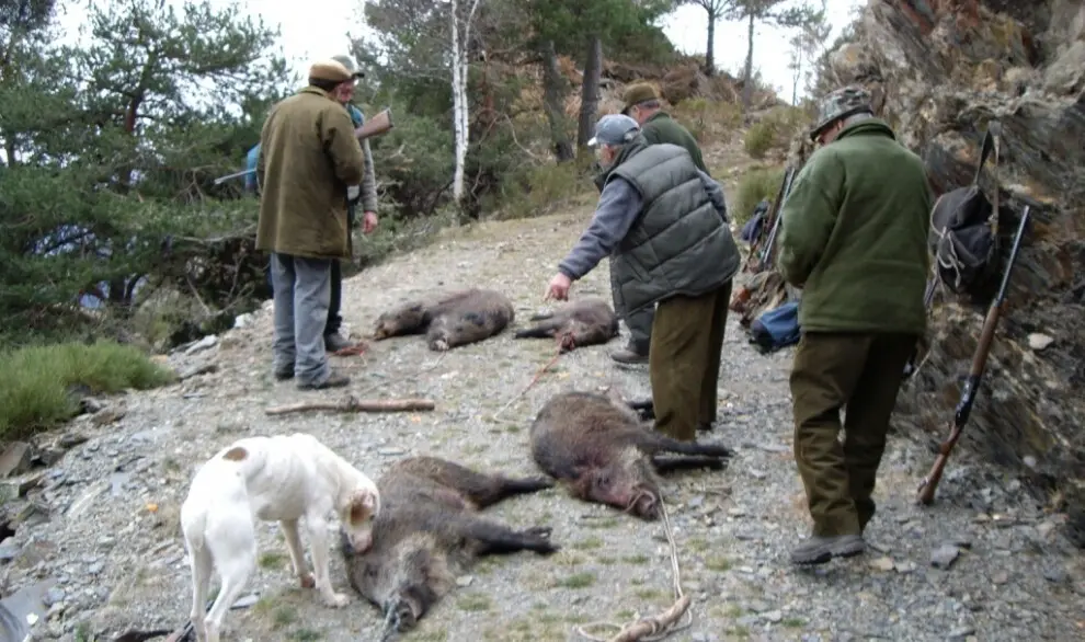 Ca&ccedil;adors amb senglars abatuts ACN