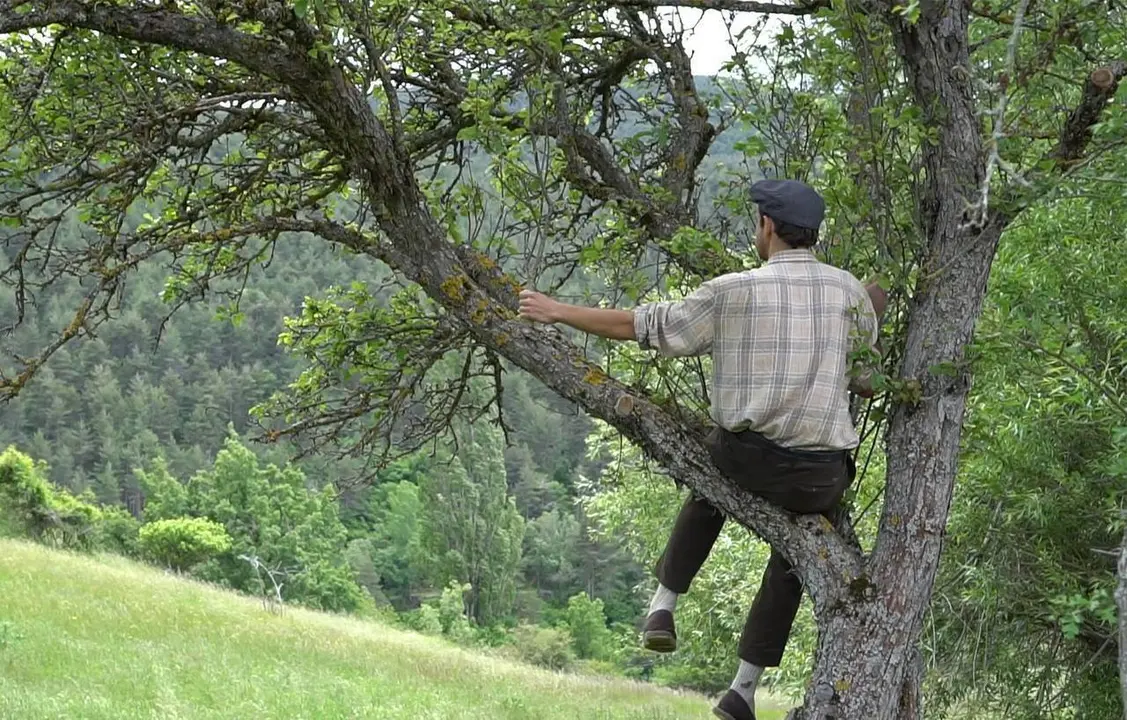 Quiri Nyus arbre1
