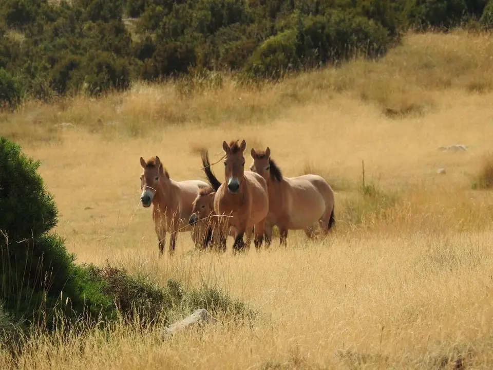 Cavalls Boumort