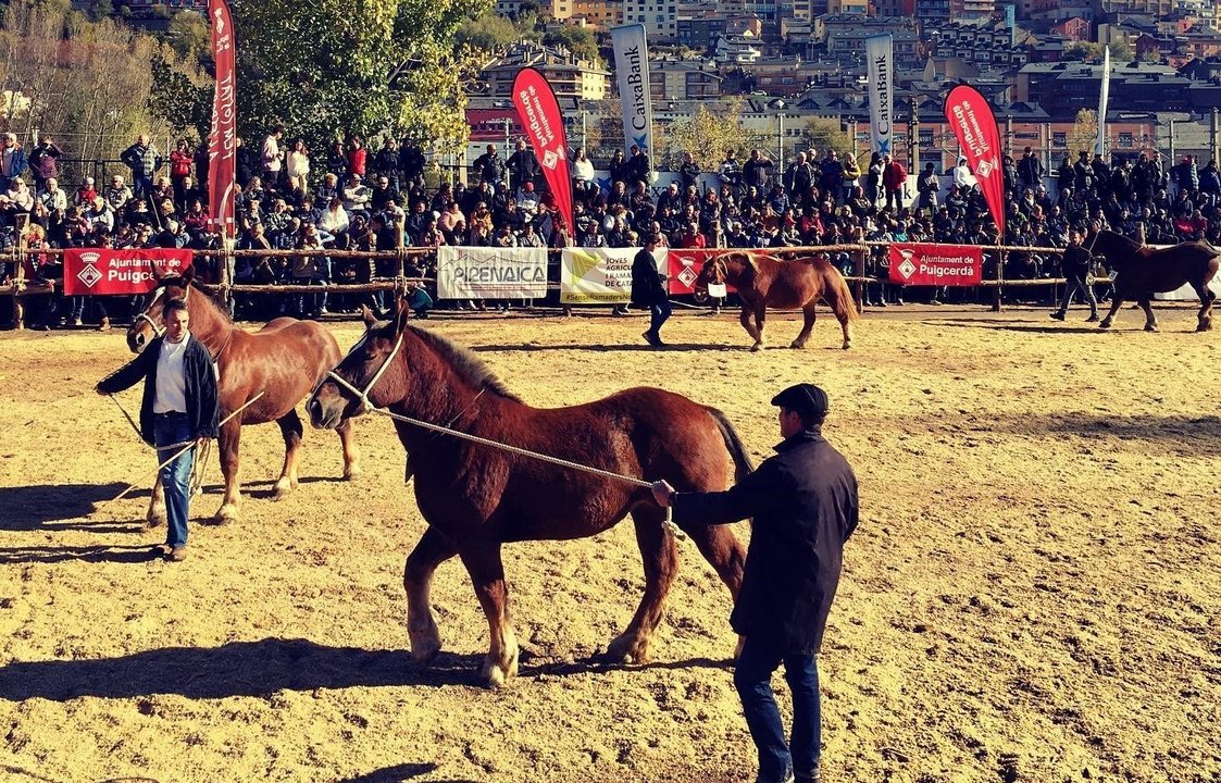 Concurs de cavalls de la Fira de Puigcerdà 2022 5