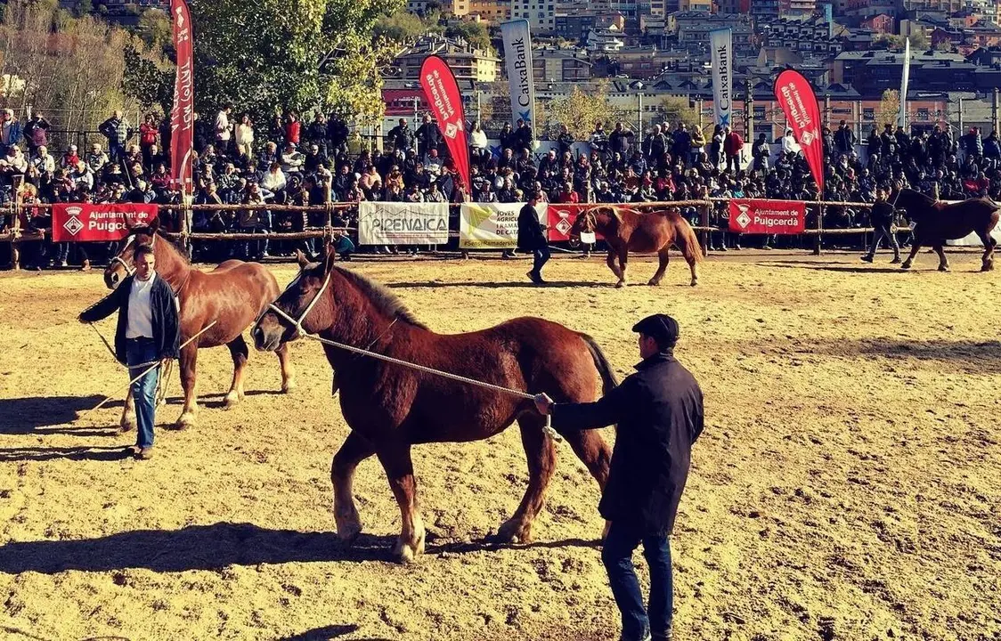 Concurs de cavalls de la Fira de Puigcerd&agrave; 2022 5