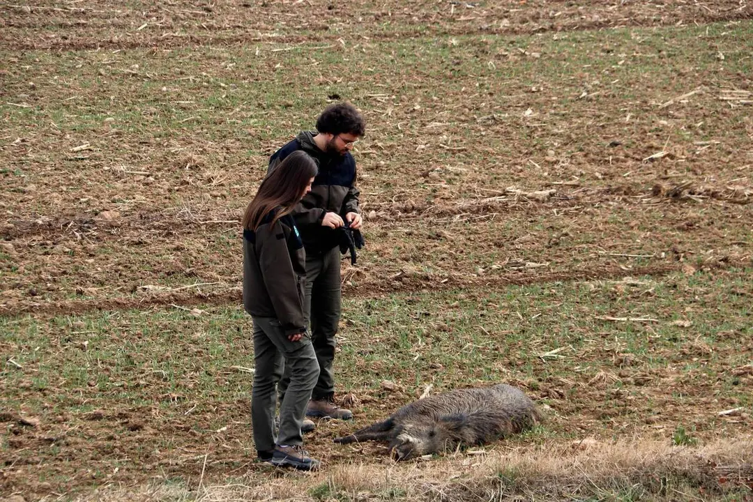 Agents Rurals fauna salvatge tr&agrave;nsit 1