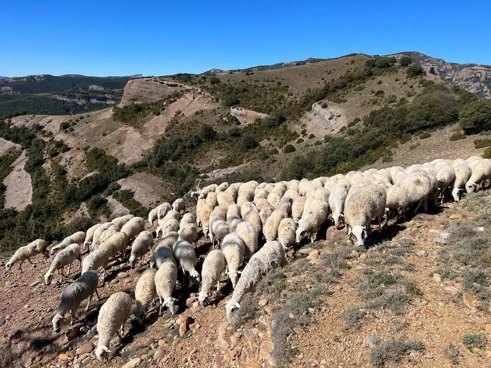 Corder Pallars Fira Pallars 1