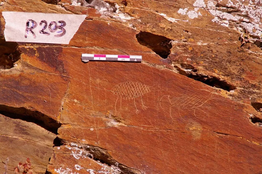 Gravats de Saur&iacute; UAB_CSIC 1