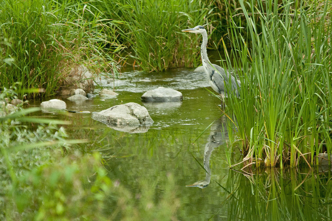 Un-riu-ocells Aubèrria