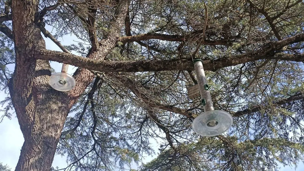 Menjadores i caixes a la Seu 1