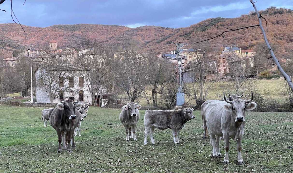 Vall Fosca ramat vaques 