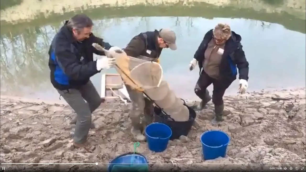 Peixos Basturs