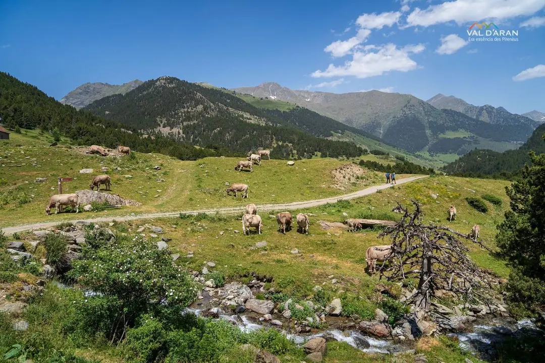 Camins Aran