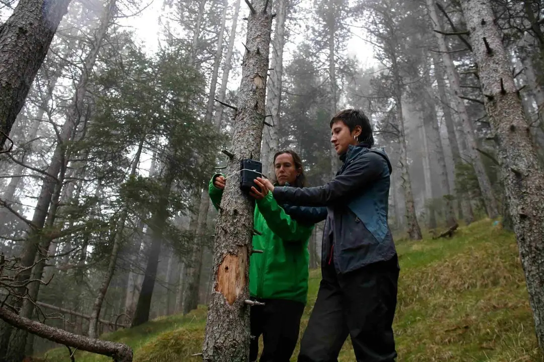 Investigadores en un bosc de pi negre del Pirineu 1