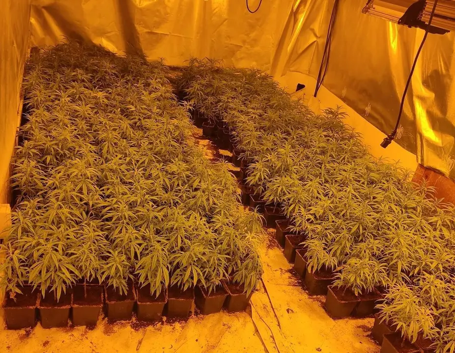 Plantaci&oacute; marihuana Gerri