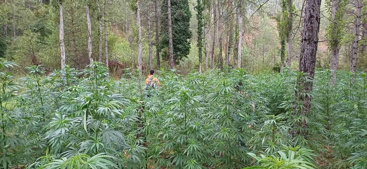 Mossos plantaci&oacute; marihuana Aliny&agrave;