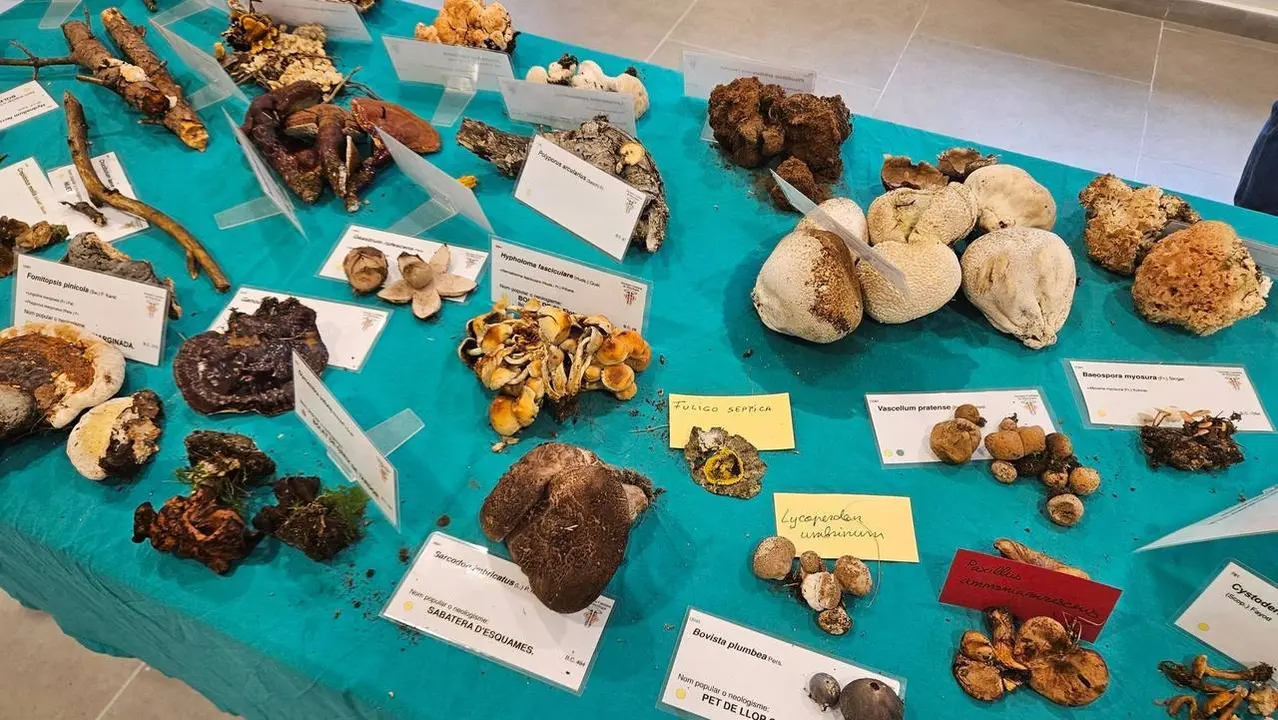 Exposici&oacute; bolets PNAP