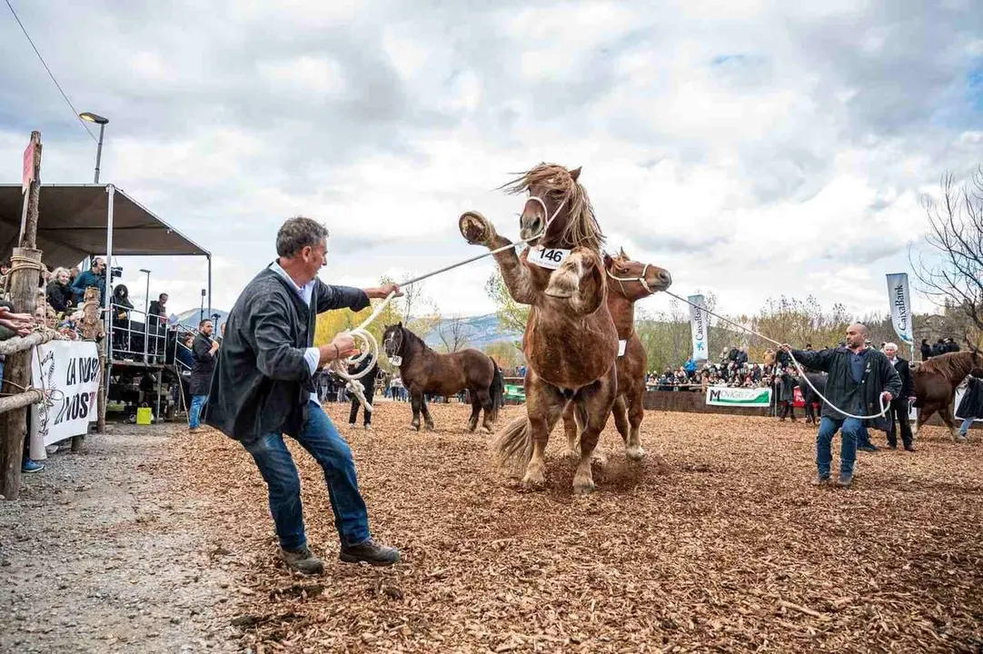 43e-concurs-de-cavalls-fira-puigcerda-1