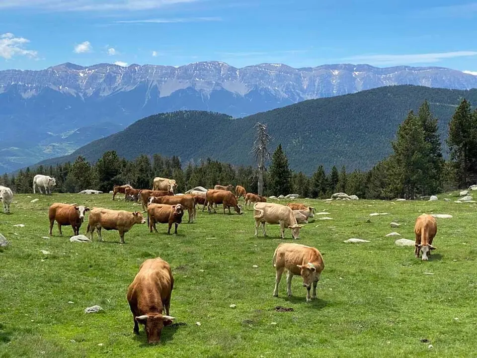pastures-pradell-primavera-vaques-serra-cadi-IST