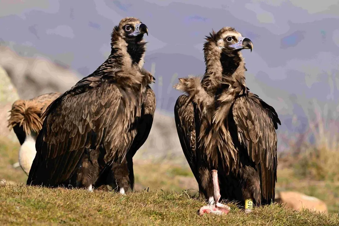Voltors negres @Gerard Plana