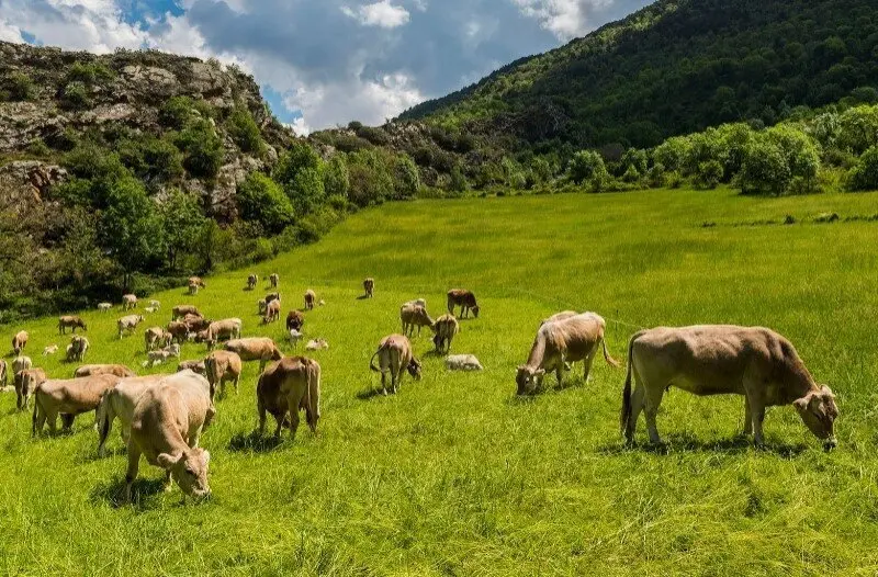 Pastura Alt Pirineu