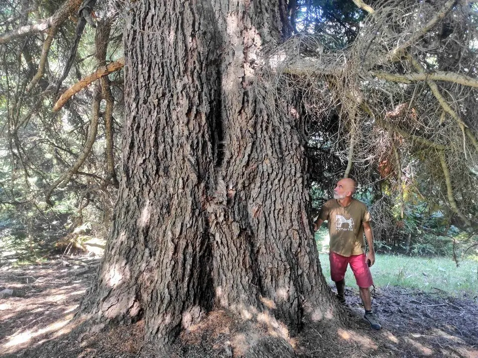 arbres monumentals PNAP Territori 1