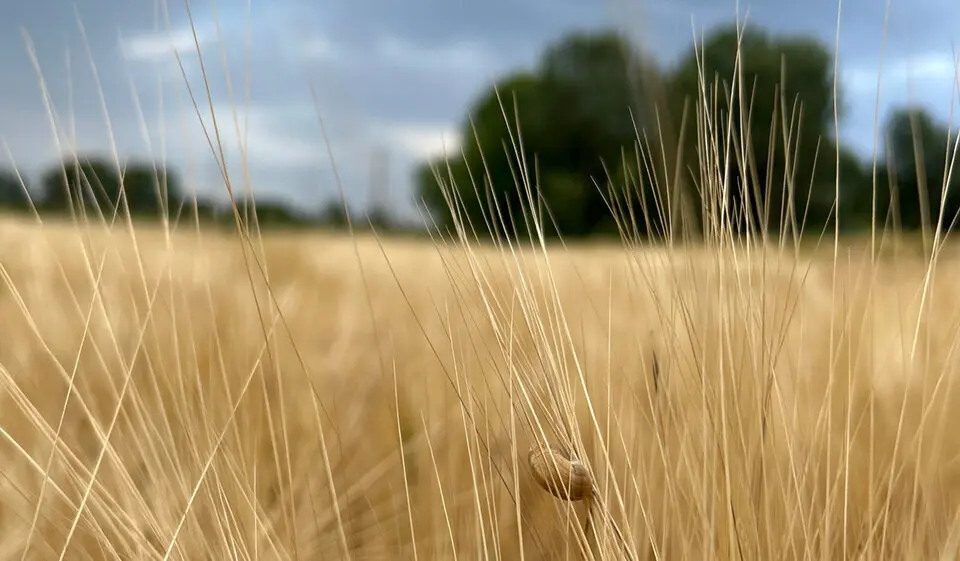 Conreu de cereals &copy;JosepAP&eacute;rez