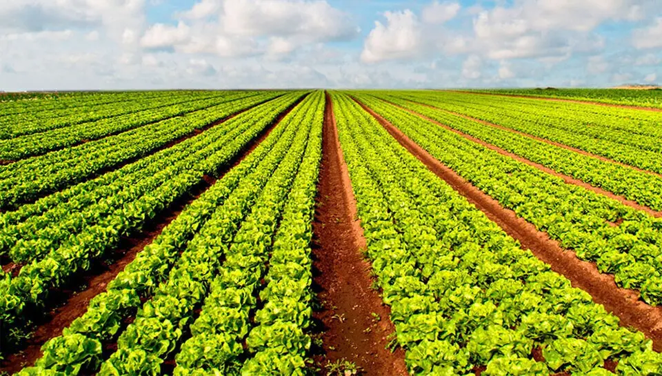 Agricultura ecol&oacute;gica &copy;Agricultura 2