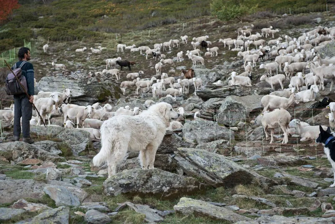 gossos de protecci&oacute;