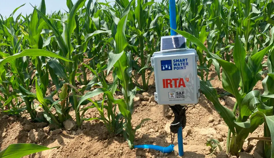 Control en una finca de blat de moro &copy;IRTA