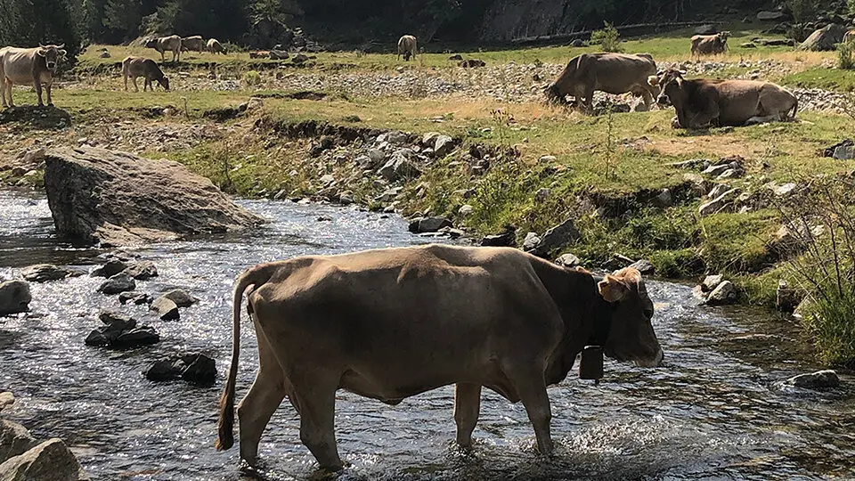 Vaques brunes al Pallars Sobir&agrave; &copy;JosepAP&eacute;rez