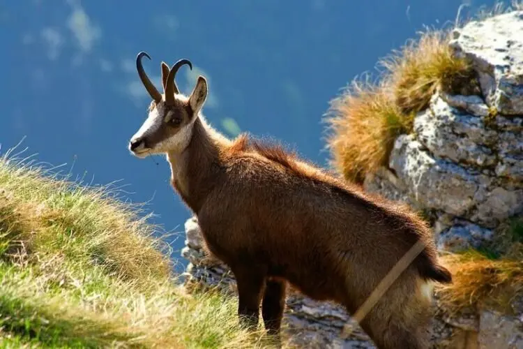 ISARD-13