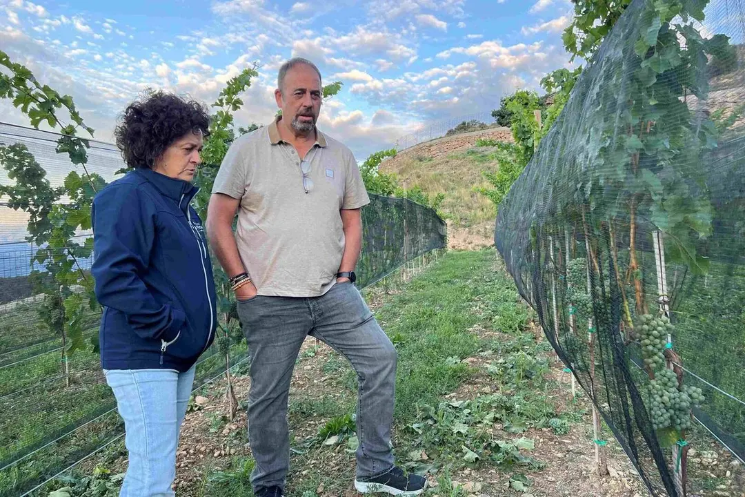 Vinya Estamariu Fundaci&oacute; Planes Corts