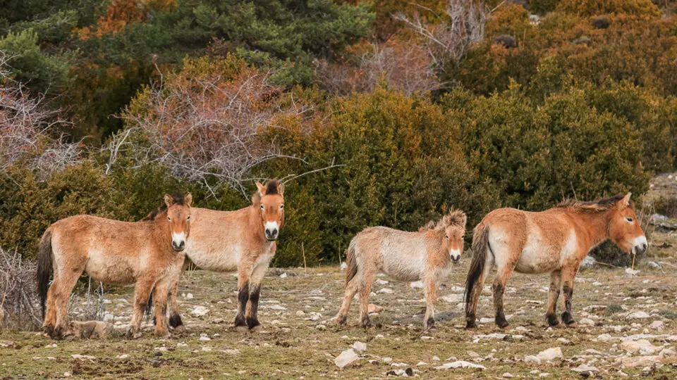 Cavalls de ra&ccedil;a Pottoka  - J. Bartolom&eacute;