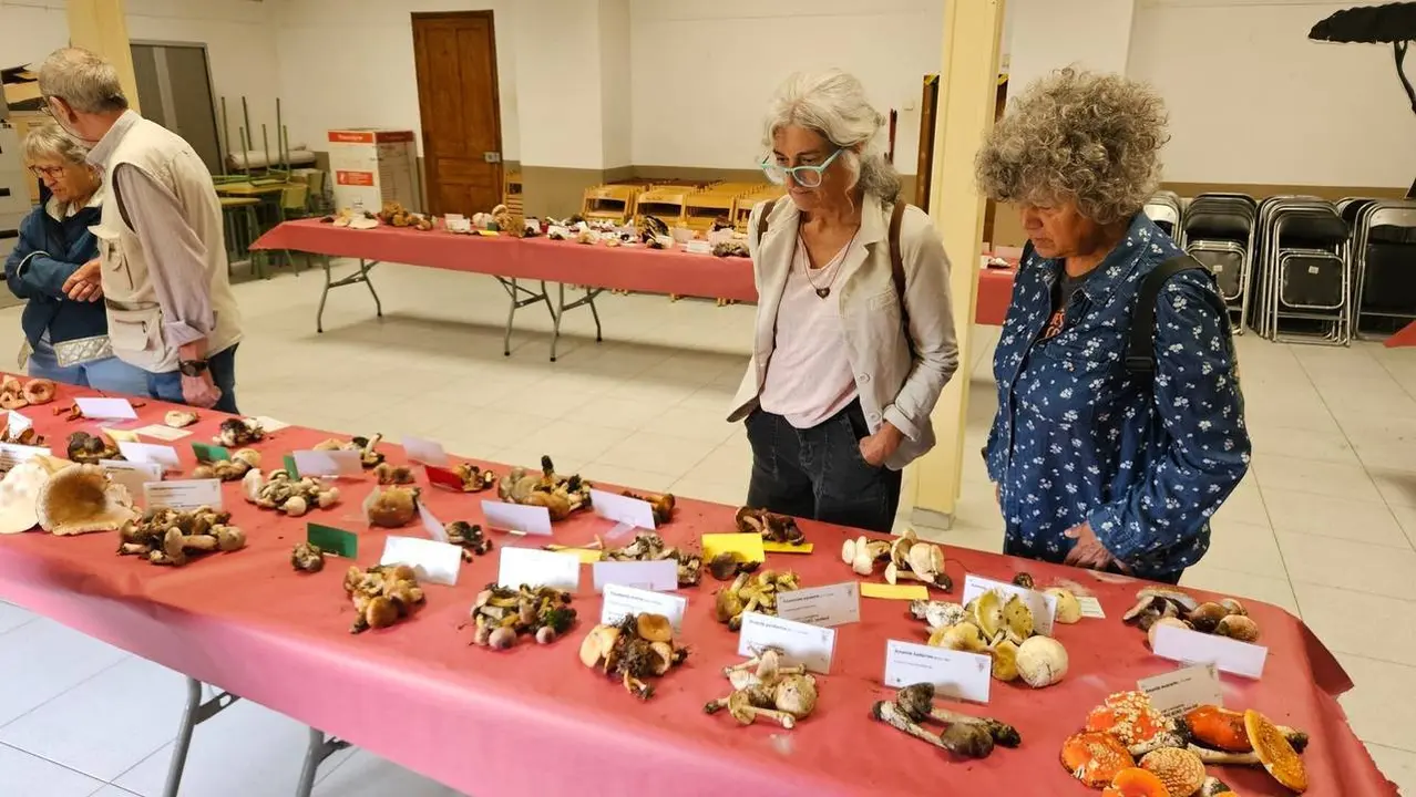 Exposici&oacute; de bolets a Alins