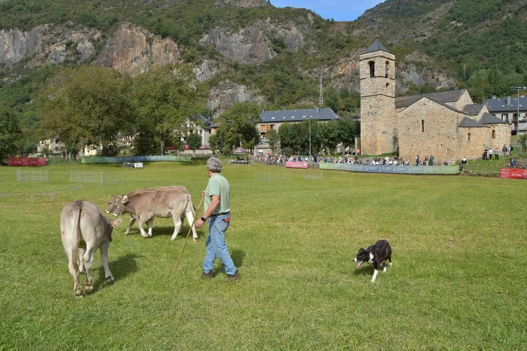 Barruera Fira gossos atura amb vaques 1