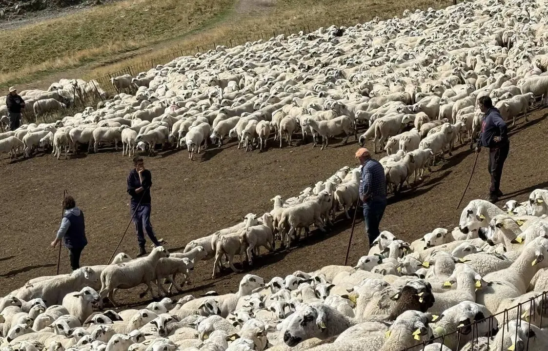 ovelles muntanyes de Seur&iacute; 1