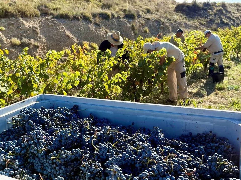 Finca vinya Torres 1