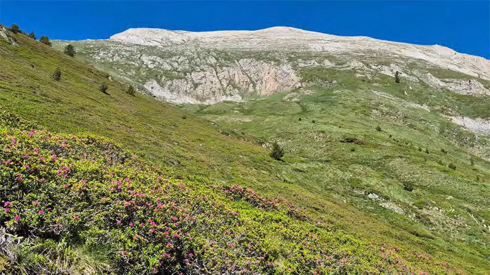 Flora en el Parc de l'Alt Pirineu