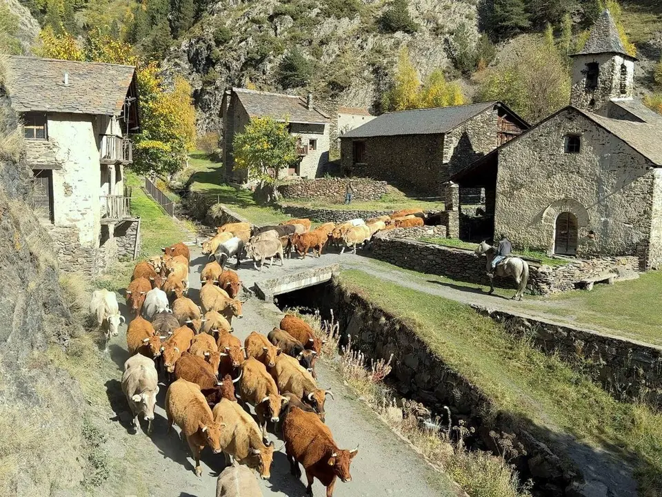 Cavalls muntanya de Tor 1