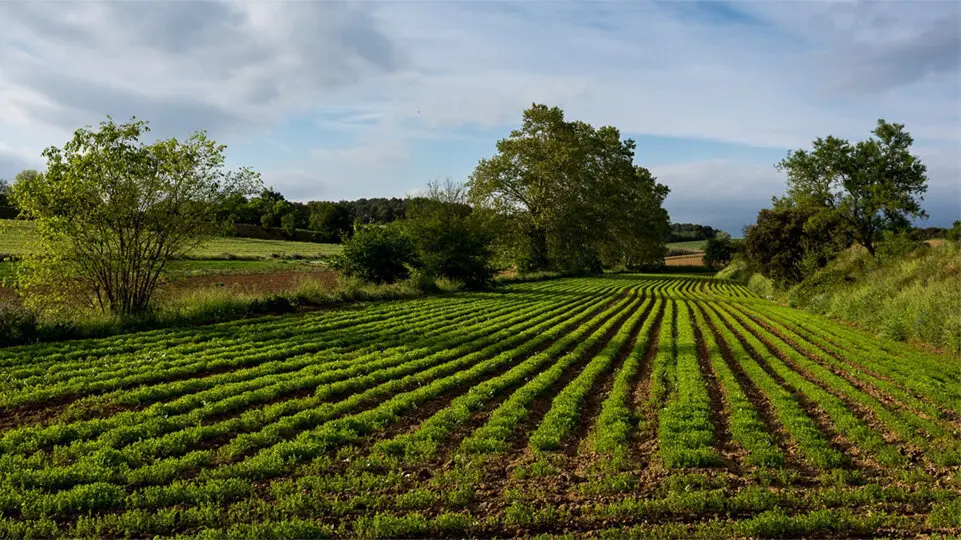 Producci&oacute; agr&agrave;ria sostenible &copy;Agricultura