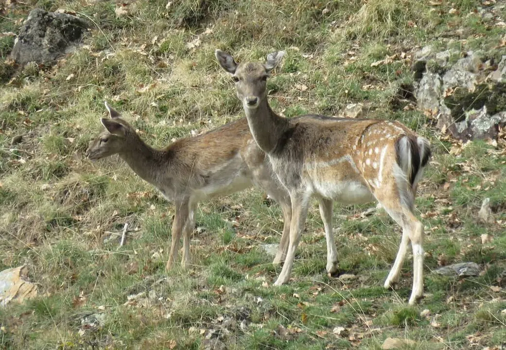 Salvatgines 2