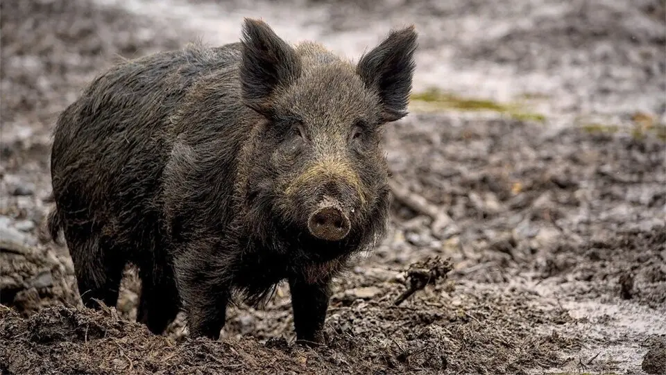 Porc senglar en els conreus del Pirineu &copy;DARPA