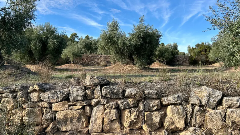 Oliveres en una explotaci&oacute; de Cervi&agrave; de les Garrigues &copy;JosepAP&eacute;rez