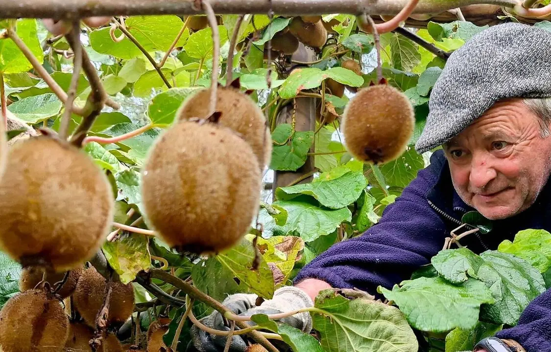 Kiwis collita Cal Serni