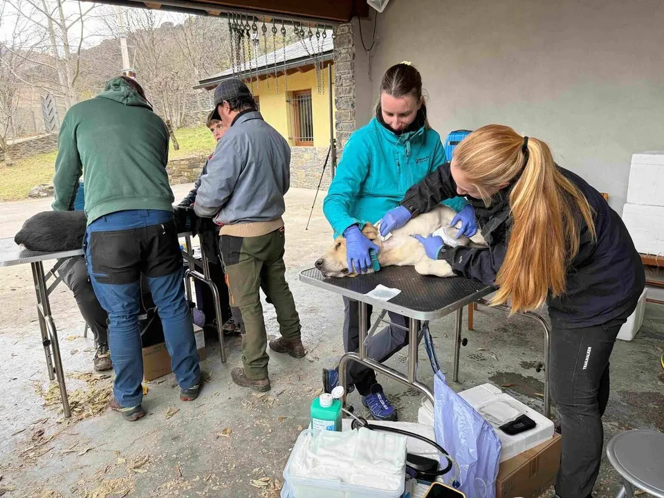 Gossos donaci&oacute; sang Rialp 1
