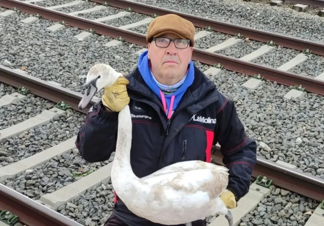 Cigne rescatat a Puigcerd&agrave; 2