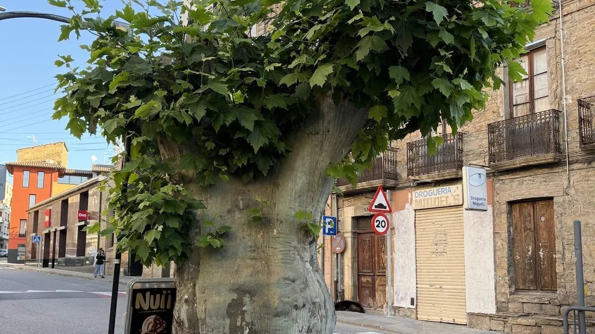 Plataner de la pla&ccedil;a de l'Arbre de la Pobla de Segur