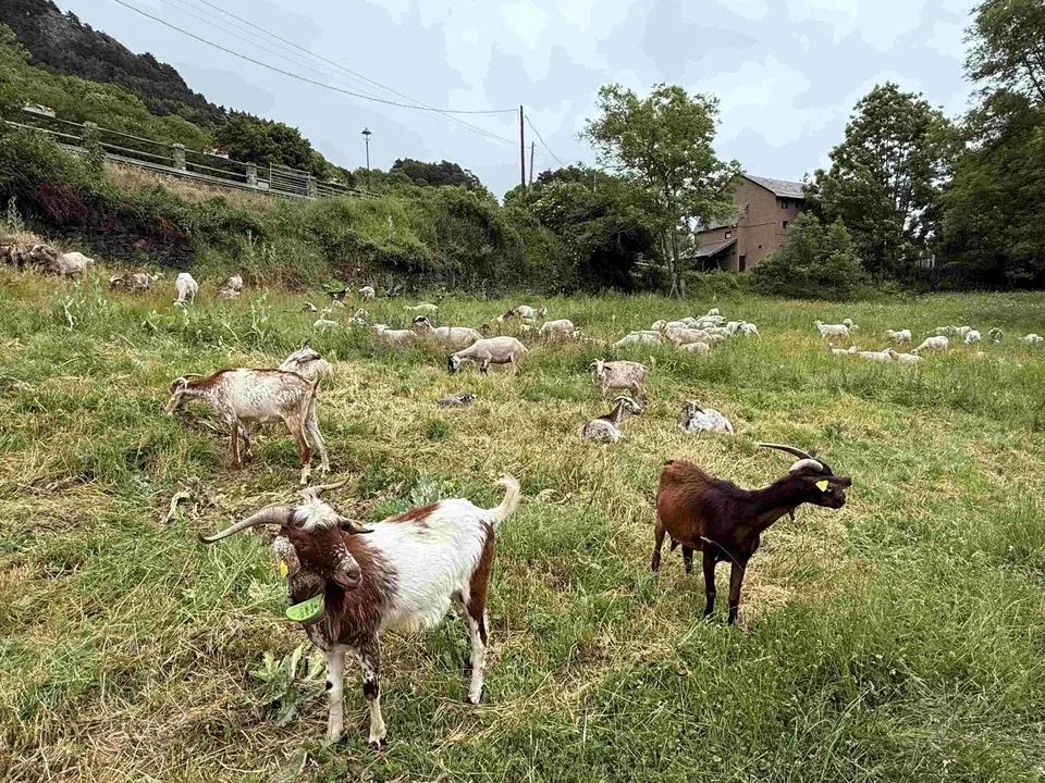 ramat de Vilam&ograve;s 1
