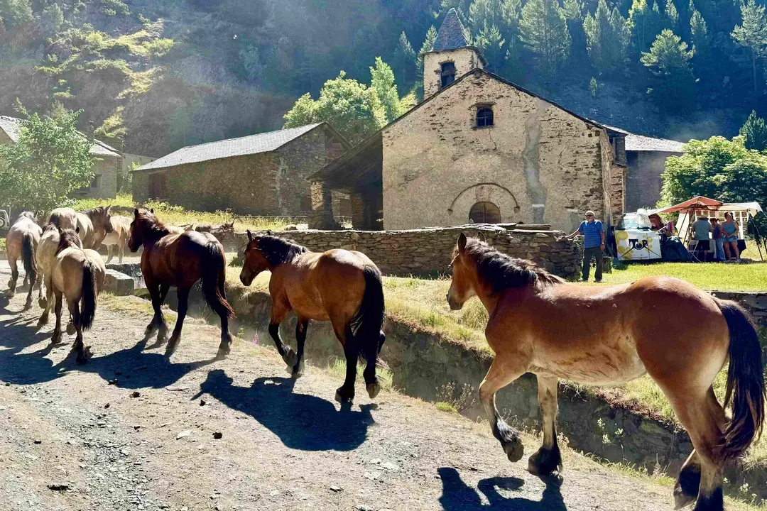 Cavalls Palanca 1