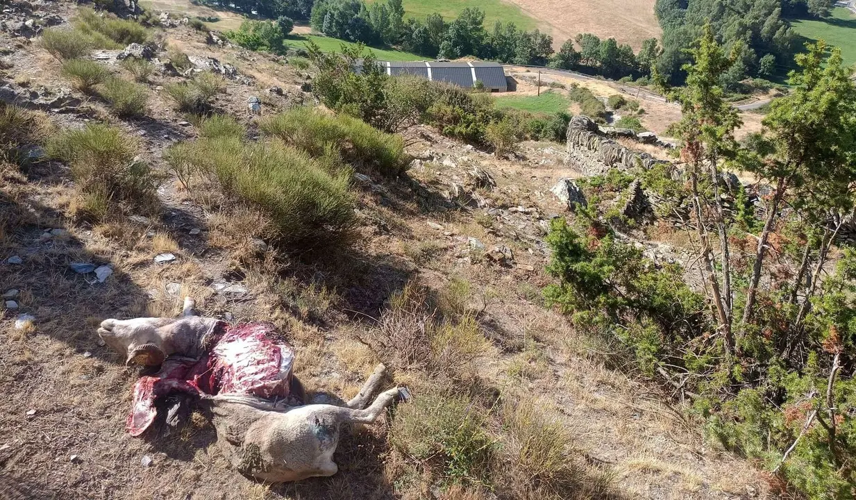os mata ovelles Pallars Sobir&agrave; 2