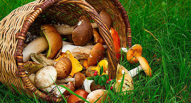 mushrooms in willow basket on soft  green grass