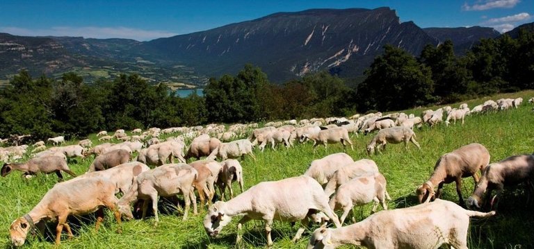 ramat pasturant al Montsec